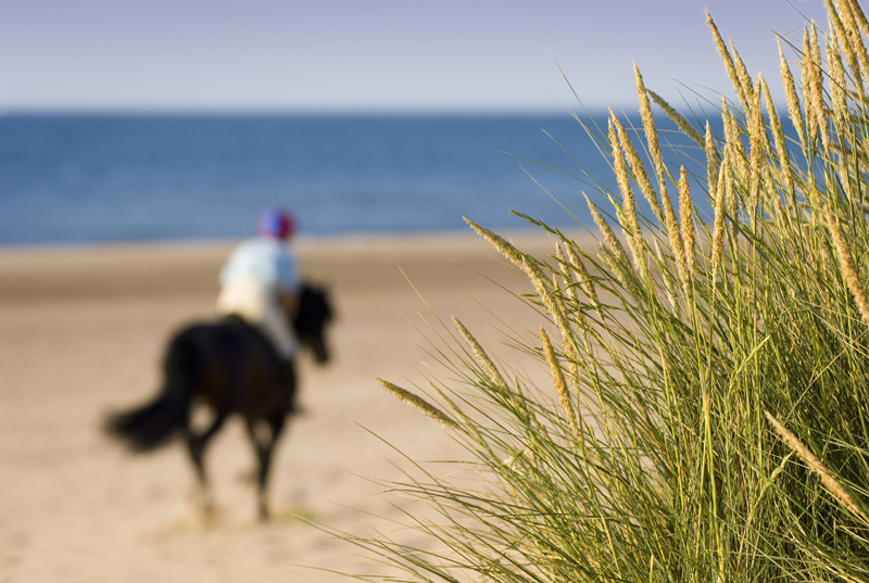 Horse Riding